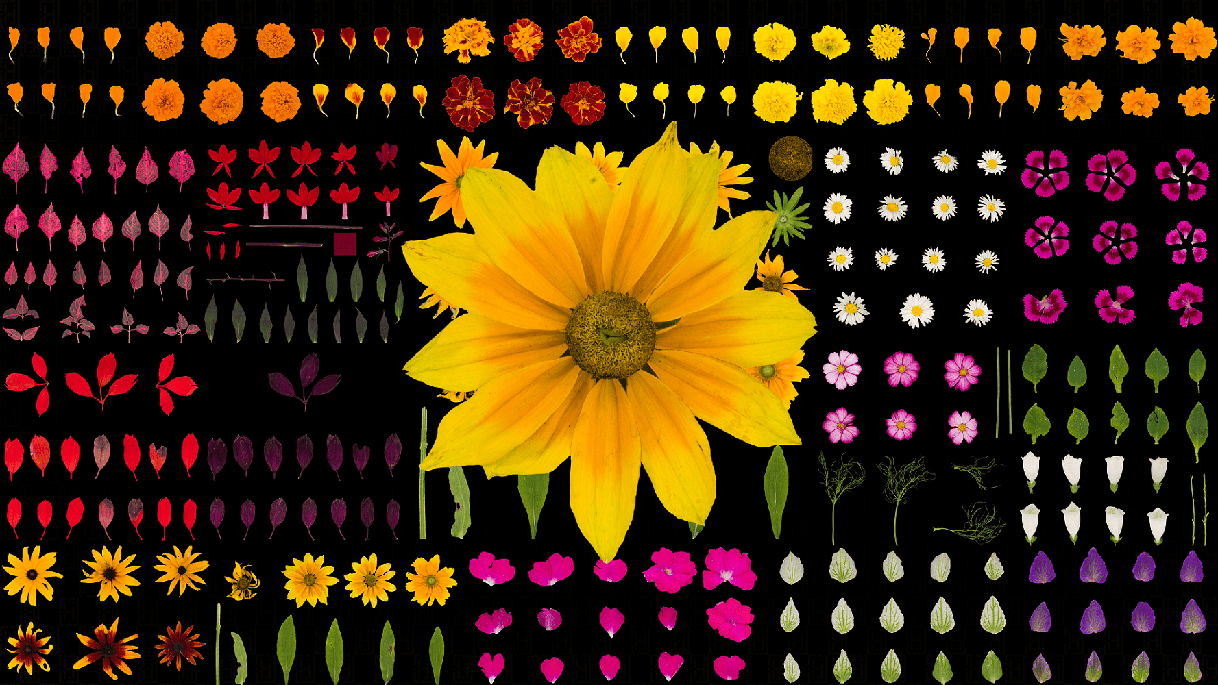 Flower Collage